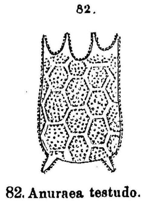 Keratella testudo Keratella testudo