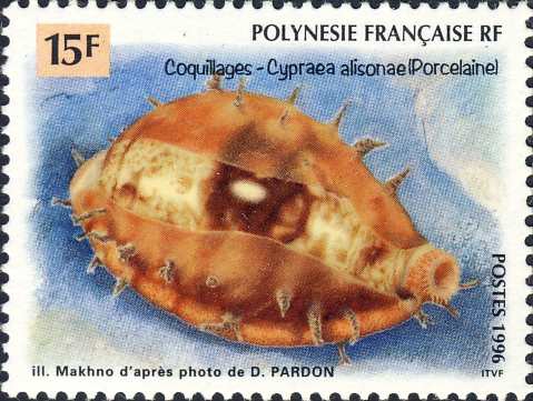 Cypraea alisonae Cypraea alisonae