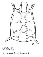 Keratella testudo