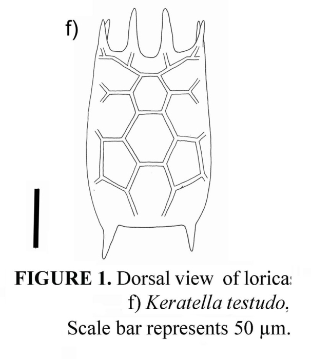 Keratella testudo Keratella testudo