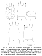 Keratella testudo