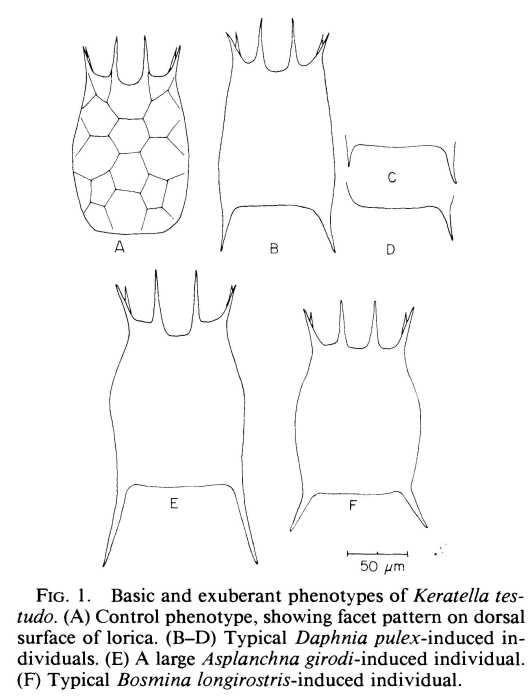 Keratella testudo Keratella testudo