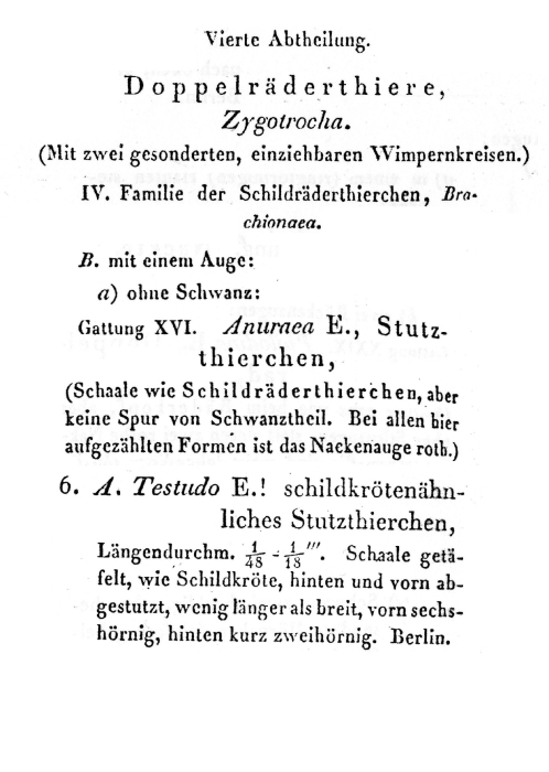 Keratella testudo
