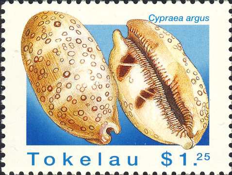 Cypraea argus