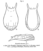 Keratella tetracera - Original description image