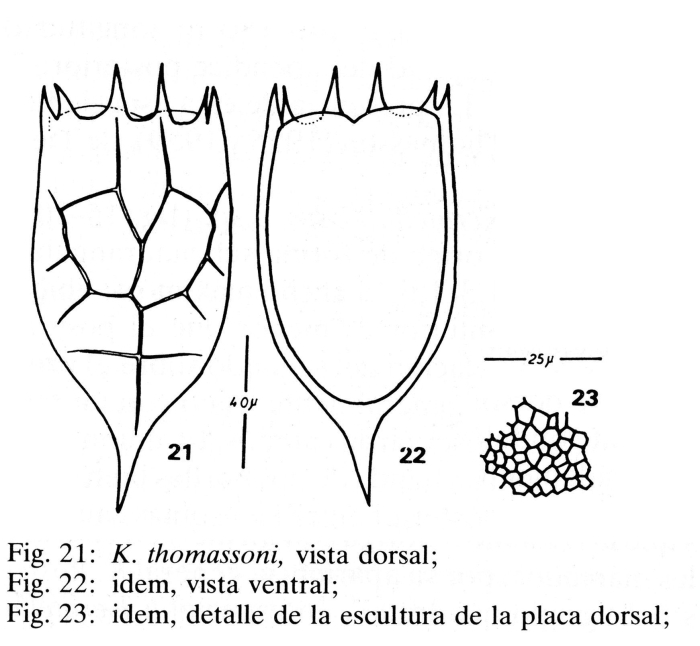 Keratella thomassoni