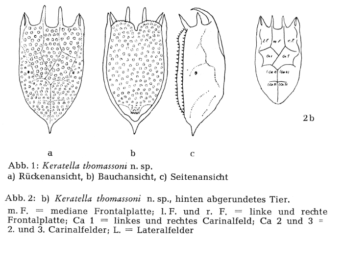 Keratella thomassoni - Original description image