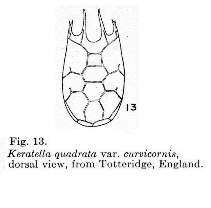 Keratella ticinensis Keratella ticinensis