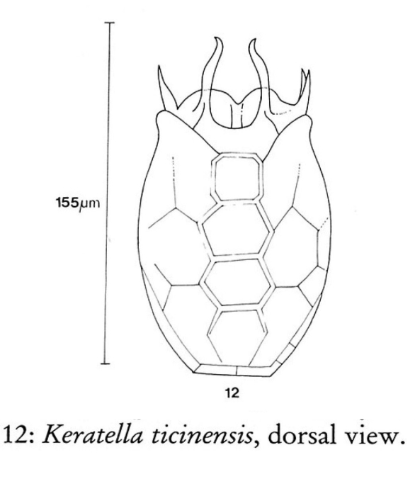 Keratella ticinensis
