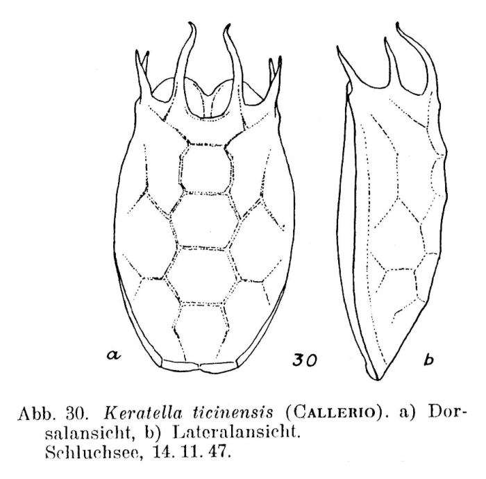 Keratella ticinensis