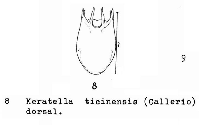 Keratella ticinensis