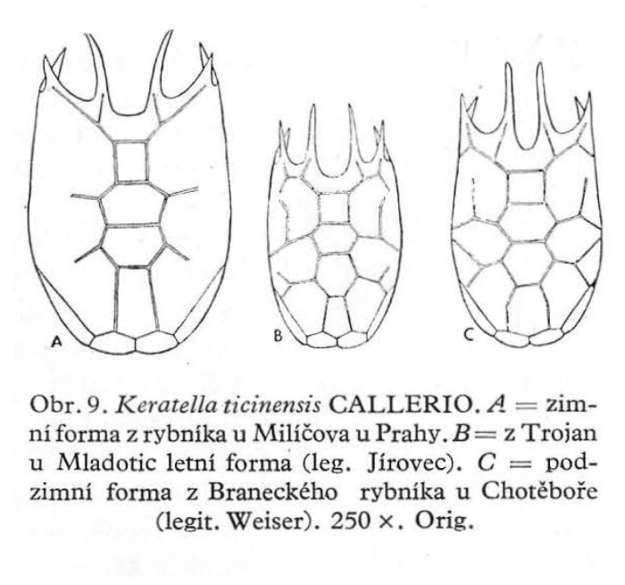 Keratella ticinensis Keratella ticinensis