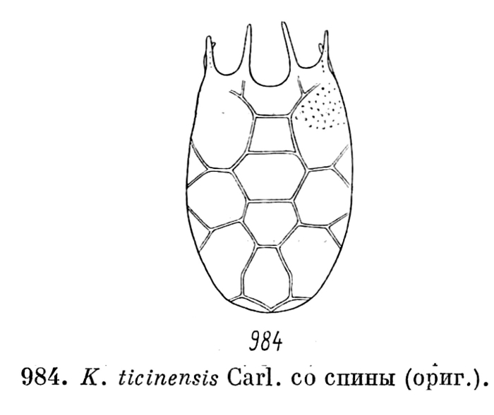 Keratella ticinensis Keratella ticinensis