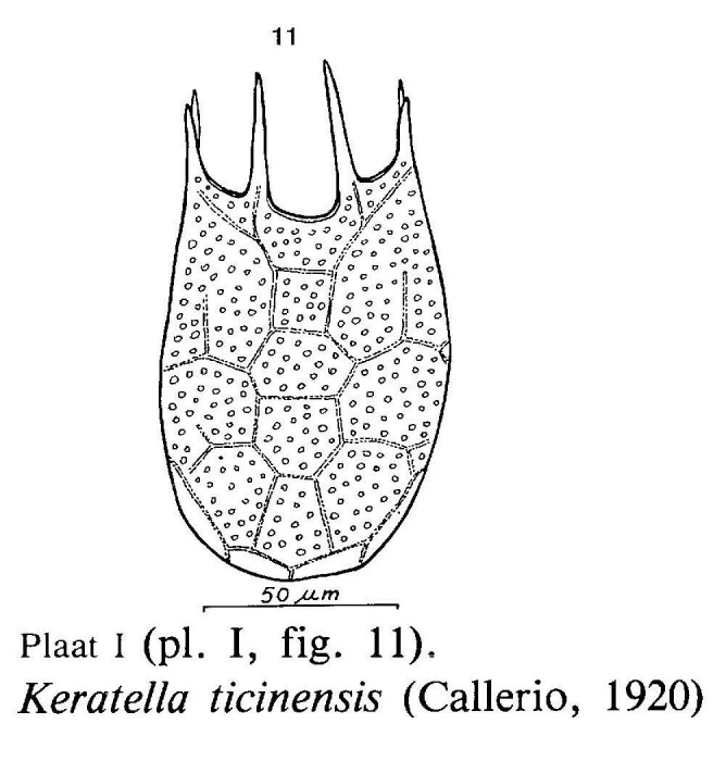Keratella ticinensis