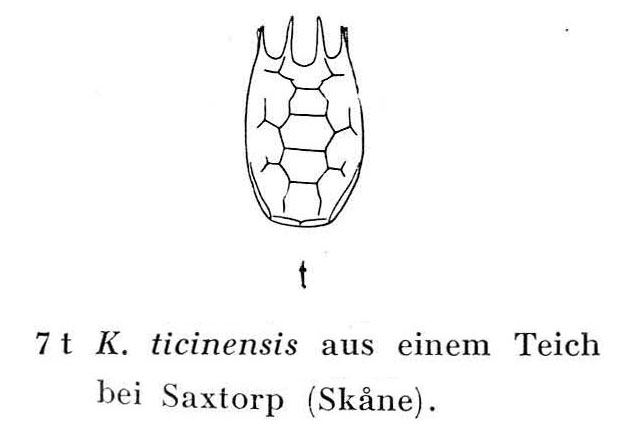 Keratella ticinensis