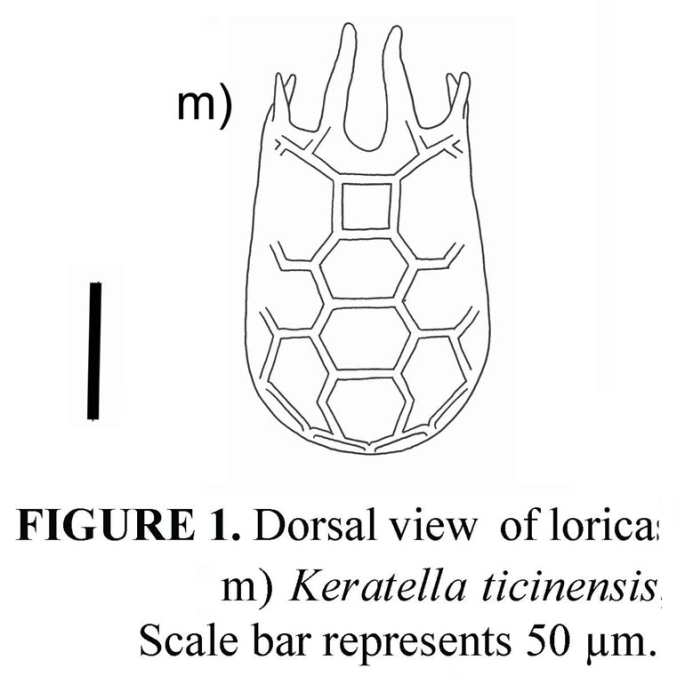 Keratella ticinensis