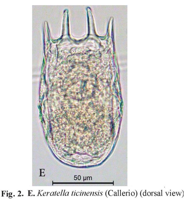 Keratella ticinensis