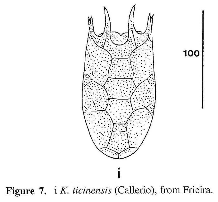 Keratella ticinensis Keratella ticinensis
