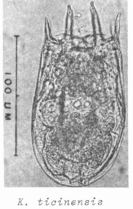 Keratella ticinensis