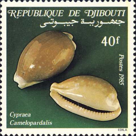 Cypraea camelopardalis