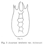 Keratella ticinensis - Original description image