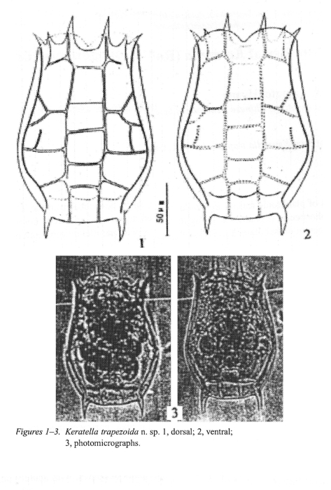 Keratella trapezoida - Original description image