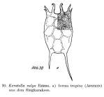 Keratella tropica