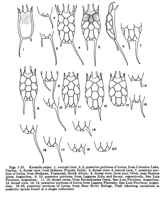 Keratella tropica Keratella tropica