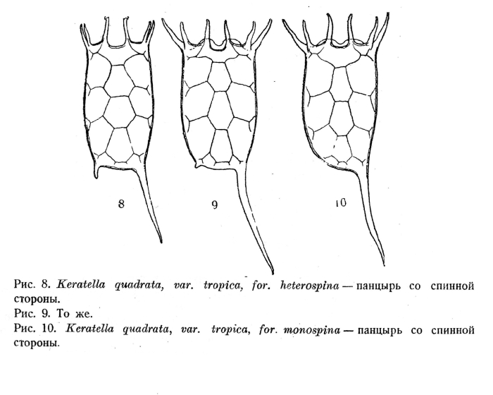 Keratella tropica Keratella tropica