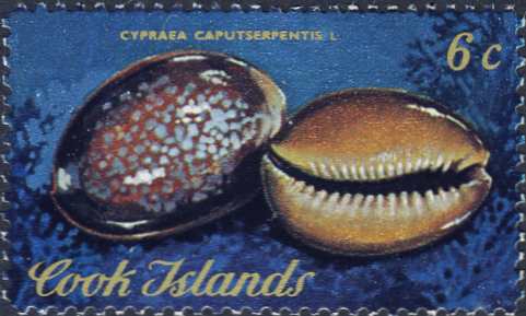 Cypraea caputserpentis Cypraea caputserpentis