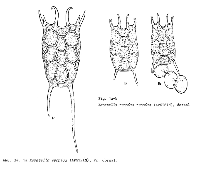 Keratella tropica Keratella tropica