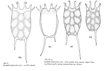 Keratella tropica