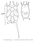 Keratella tropica