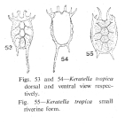 Keratella tropica