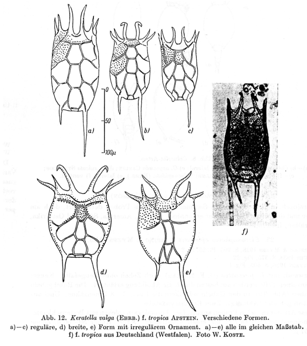 Keratella tropica