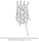 Keratella tropica