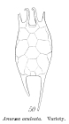 Keratella tropica