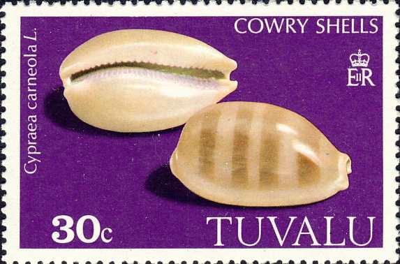 Cypraea carneola Cypraea carneola