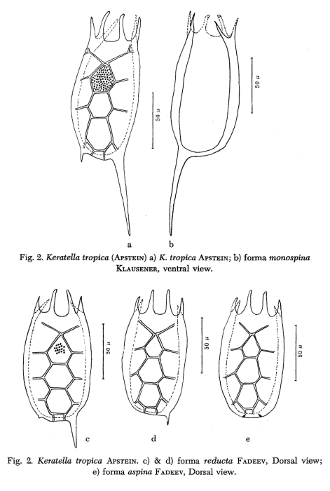 Keratella tropica Keratella tropica