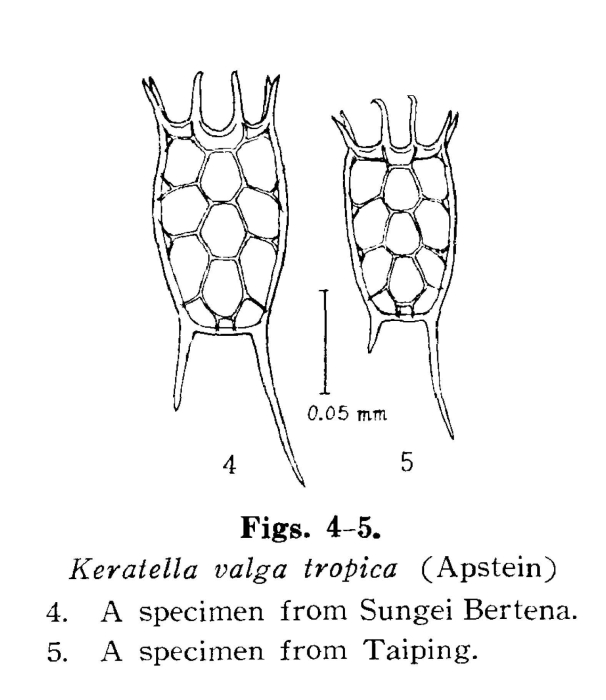 Keratella tropica Keratella tropica