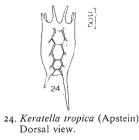 Keratella tropica