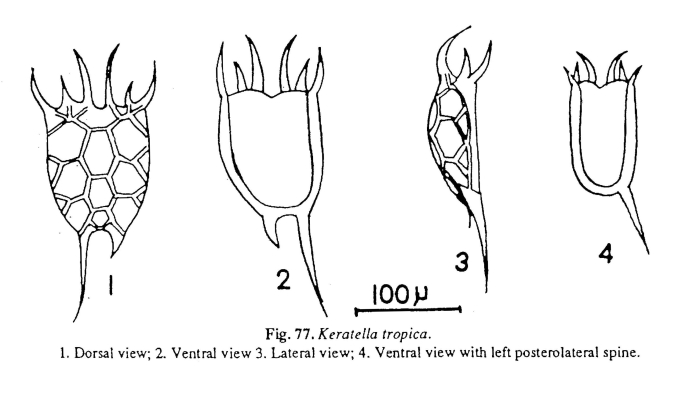 Keratella tropica