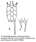 Keratella tropica