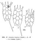 Keratella tropica
