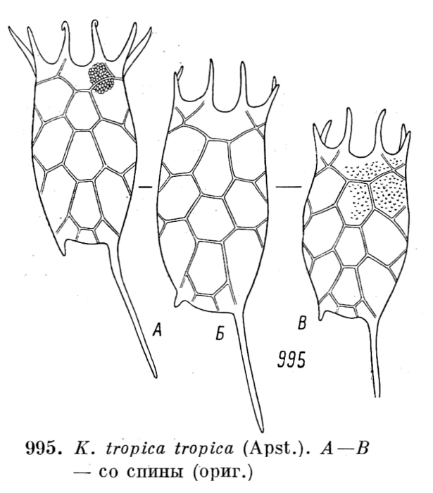 Keratella tropica Keratella tropica