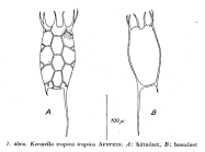 Keratella tropica