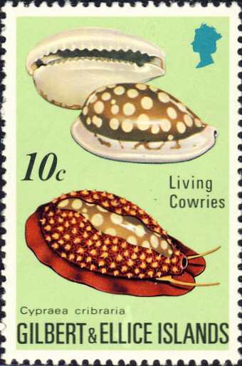 Cypraea cribraria Cypraea cribraria