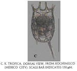 Keratella tropica