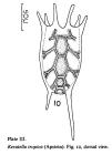 Keratella tropica