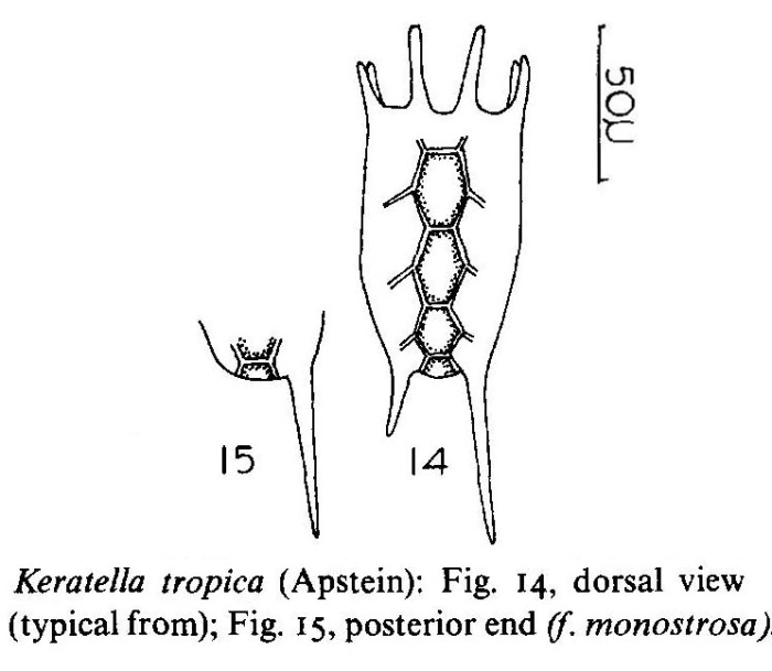 Keratella tropica Keratella tropica